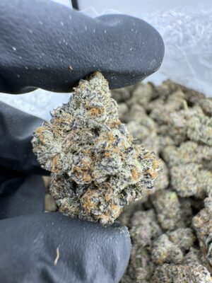 kryptochronic strain