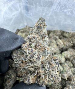 Block Party Strain,blockparty strain,block party strain leafly,block party strain review,block party strain society c,block party weed strain,block party strain indica or sativa