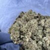 LA Skunk Strain,la skunk weed,la super skunk,super skunk strain,super skunk WEED strain