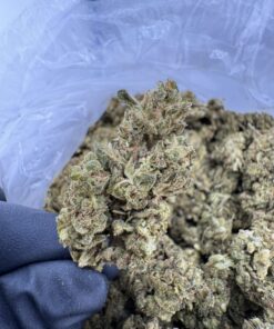 LA Skunk Strain,la skunk weed,la super skunk,super skunk strain,super skunk WEED strain