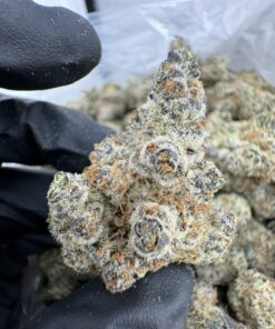 JAWBREAKER STRAIN,jawbreakers strain,space jawbreakers strain,jawbreaker strain INDICA OR SATIVA,jawbreaker weed strain