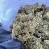 LA Skunk Strain,la skunk weed,la super skunk,super skunk strain,super skunk WEED strain