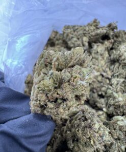 LA Skunk Strain,la skunk weed,la super skunk,super skunk strain,super skunk WEED strain