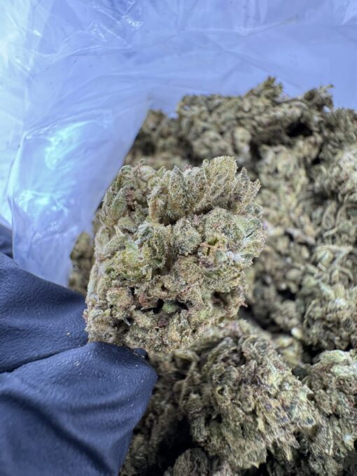 LA Skunk Strain,la skunk weed,la super skunk,super skunk strain,super skunk WEED strain