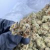 berry cream puff strain,Cream Puff Strain,berries and cream strain,berries n cream strain,berry cream strain