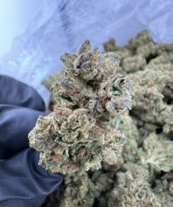 blue dream cannabis strain ,blue dreamin, blue blue dream, blue weed strains, blue dream seeds, blue dream vape, blue dream strain toronto