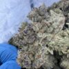 OREOZ STRAIN,lemon oreoz strain,double stuffed oreoz strain,purple oreoz strain,sour oreoz strain,oreoz strain effects,Oreoz strain indica or sativa,Oreoz strain review