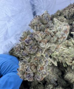 OREOZ STRAIN,lemon oreoz strain,double stuffed oreoz strain,purple oreoz strain,sour oreoz strain,oreoz strain effects,Oreoz strain indica or sativa,Oreoz strain review