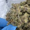 OREOZ STRAIN,lemon oreoz strain,double stuffed oreoz strain,purple oreoz strain,sour oreoz strain,oreoz strain effects,Oreoz strain indica or sativa,Oreoz strain review