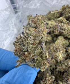 OREOZ STRAIN,lemon oreoz strain,double stuffed oreoz strain,purple oreoz strain,sour oreoz strain,oreoz strain effects,Oreoz strain indica or sativa,Oreoz strain review
