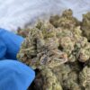 Electric Peanut Butter Cookie Strain,peanut butter cookies strain,electric peanut butter cookies strain,electric peanut butter cookies strain indica or sativa,electric peanut butter cookies strain review,pb cookies strain