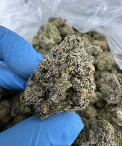Rainbow Zangria Strain,zangria strain,rainbow zangria weed strain,Rainbow zangria strain taste,rainbow zangria strain review
