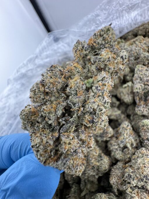 TROPICAL PAPAYA STRAIN, papaya strain effects, strawberry papaya strain, tropical papaya strain review, tropical papaya weed strain