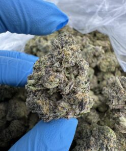 Rainbow Zangria Strain,zangria strain,rainbow zangria weed strain,Rainbow zangria strain taste,rainbow zangria strain review