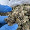 TROPICAL PAPAYA STRAIN, papaya strain effects, strawberry papaya strain, tropical papaya strain review, tropical papaya weed strain