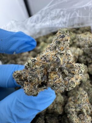 TROPICAL PAPAYA STRAIN, papaya strain effects, strawberry papaya strain, tropical papaya strain review, tropical papaya weed strain