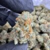 Papaya Punch Strain, papaya juice strain, papaya punch, papaya punch weed strain, papaya weed strain
