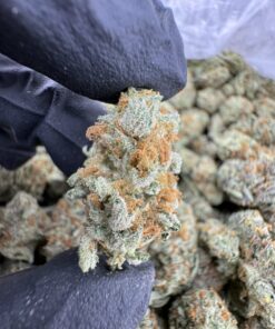 Papaya Punch Strain, papaya juice strain, papaya punch, papaya punch weed strain, papaya weed strain