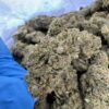 rs11 strain, rainbow sherbet strain, rs 11 strain, rs11, rainbow sherbet 11 strain, rs-11 strain