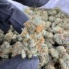 Papaya Punch Strain, papaya juice strain, papaya punch, papaya punch weed strain, papaya weed strain