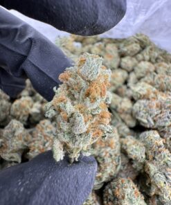 Papaya Punch Strain, papaya juice strain, papaya punch, papaya punch weed strain, papaya weed strain