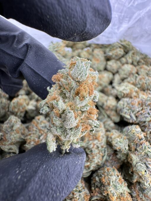 Papaya Punch Strain, papaya juice strain, papaya punch, papaya punch weed strain, papaya weed strain