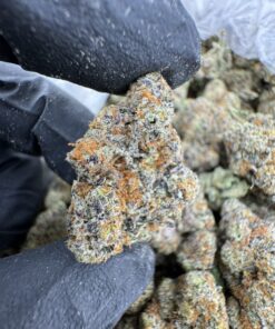 lemon drizzle strain, chocolate drizzle strain, lemon rizz strain, drizzle beach strain, cherry drizzle strain