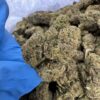 rs11 strain, rainbow sherbet strain, rs 11 strain, rs11, rainbow sherbet 11 strain, rs-11 strain
