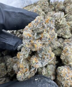 Blood Honey Strain, blood honey strain indica or sativa, blood honey strain review, blood honey strain thc, blood honey strain effects