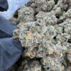 purple urkle weed strain, purple urkle seeds, purple urkle where to buy online, purple urkle strain effects, urkle strain, purple urkle near me, purple urkle indica or sativa