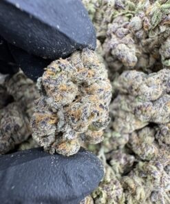 purple urkle weed strain, purple urkle seeds, purple urkle where to buy online, purple urkle strain effects, urkle strain, purple urkle near me, purple urkle indica or sativa