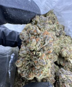 Blue Zkittles Strain, blue skittles, blue zkittlez strain, zkittles strain, zkittles strain v