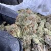 Gelato 41 Strain, gelato 41, g41 strain, gelato 41 weed strain, gelato 41 price