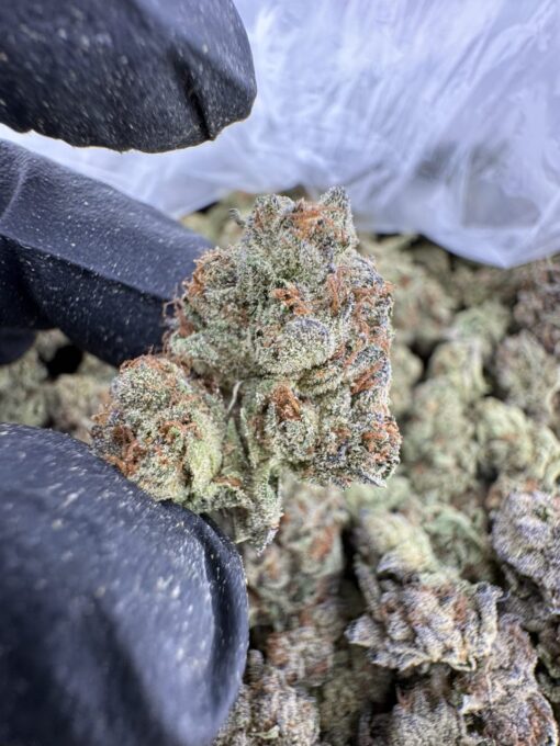 Gelato 41 Strain, gelato 41, g41 strain, gelato 41 weed strain, gelato 41 price