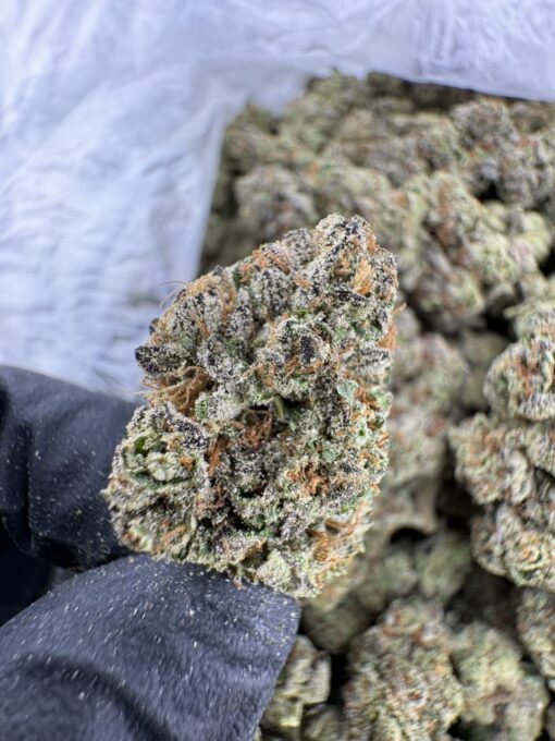Lemon Cherry Runtz AAA DEP, lemon cherry runtz strain​, cherry runtz​, lemon cherry runtz​, black cherry runtz strain​