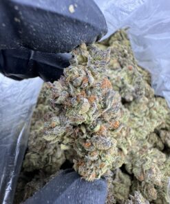 Blue Zkittles Strain, blue skittles, blue zkittlez strain, zkittles strain, zkittles strain
