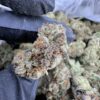 Gelato 41 Strain, gelato 41, g41 strain, gelato 41 weed strain, gelato 41 price