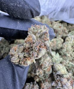 Gelato 41 Strain, gelato 41, g41 strain, gelato 41 weed strain, gelato 41 price