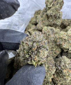 Triple Scoop Strain, scoops strain​, triple scoops strain, cookies triple scoop strain​, dos scoops strain​, triple scoop cookies strain​