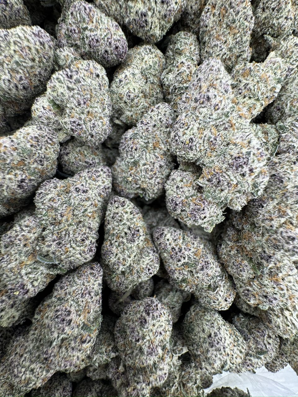 Frosted Cherries Strain, Cherry Cookies Strain, Frosted Cherry Cookies Strain, Frosted Cherry Strain, Frosted Cherries Strain Indica or Sativa