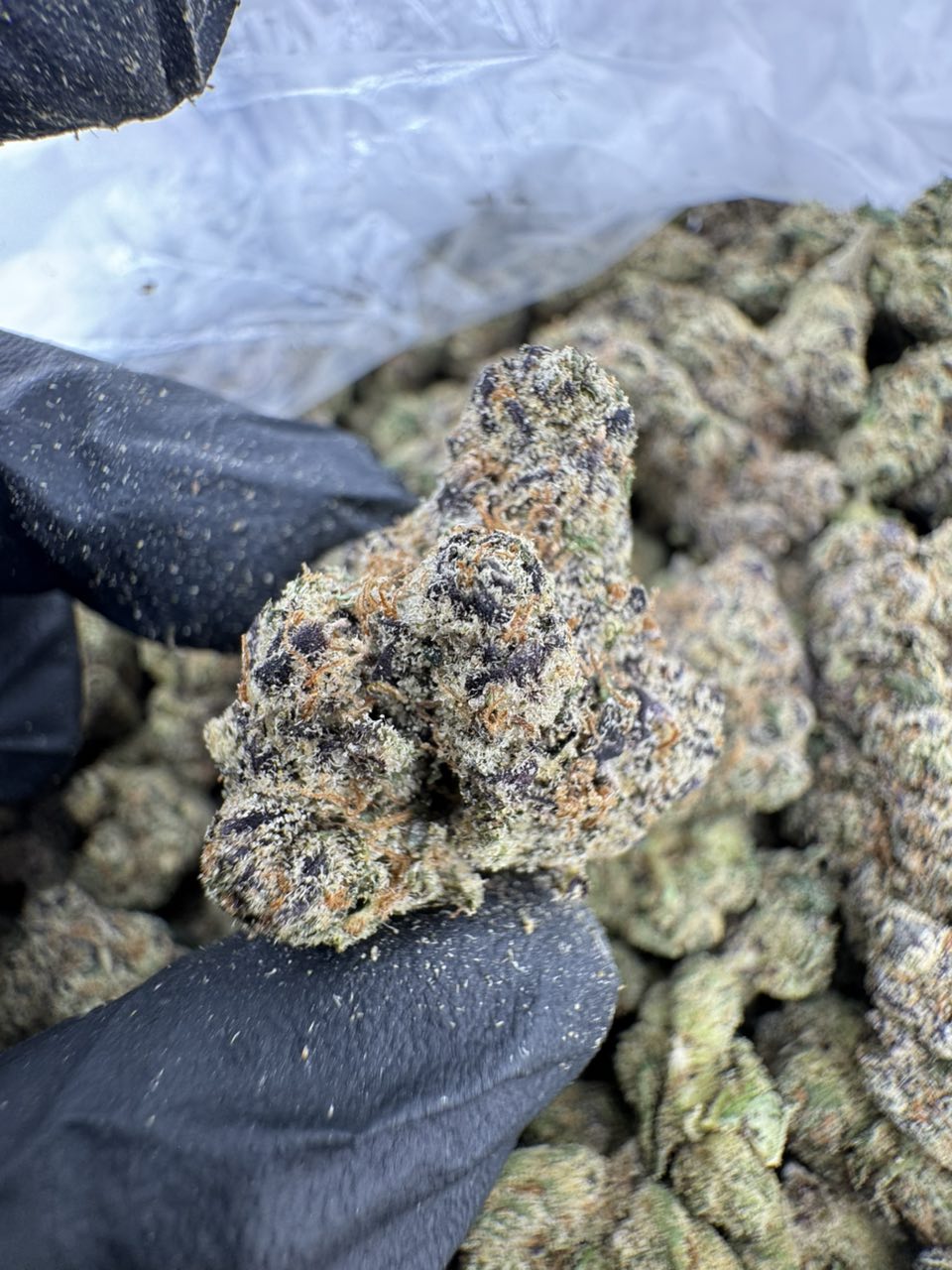 Cherry Sprite Strain, sprite weed strain, pink sprite strain, Sprite Strain, Lemon Cherry Gelato Strain, Black Cherry Sprite