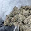 Gold Cash Gold Strain​, gold cash strain​, gold cash gold strain indica or sativa​, cash gold cash strain​, gold cash weed strain​