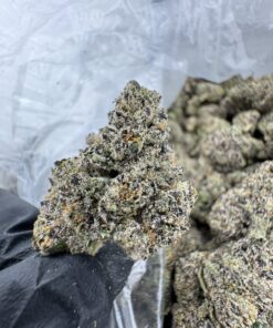 Gold Cash Gold Strain​, gold cash strain​, gold cash gold strain indica or sativa​, cash gold cash strain​, gold cash weed strain​