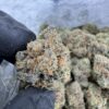 Professor Chaos Strain, professor chaos weed strain, professor x strain, professor chaos hybrid flower, professor chaos strain indica or sativa, professor chaos strain review