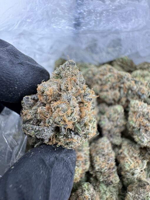 Professor Chaos Strain, professor chaos weed strain, professor x strain, professor chaos hybrid flower, professor chaos strain indica or sativa, professor chaos strain review