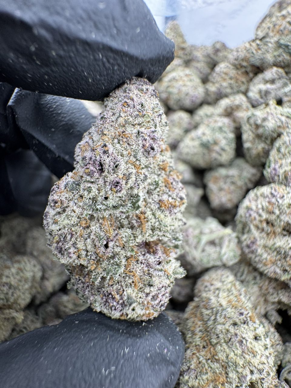 Frosted Cherries Strain, Cherry Cookies Strain, Frosted Cherry Cookies Strain, Frosted Cherry Strain, Frosted Cherries Strain Indica or Sativa