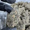 Gold Cash Gold Strain​, gold cash strain​, gold cash gold strain indica or sativa​, cash gold cash strain​, gold cash weed strain​