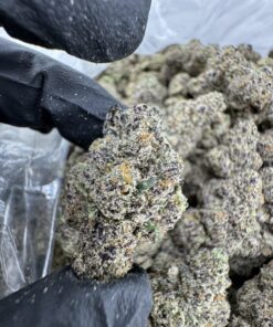 Gold Cash Gold Strain​, gold cash strain​, gold cash gold strain indica or sativa​, cash gold cash strain​, gold cash weed strain​