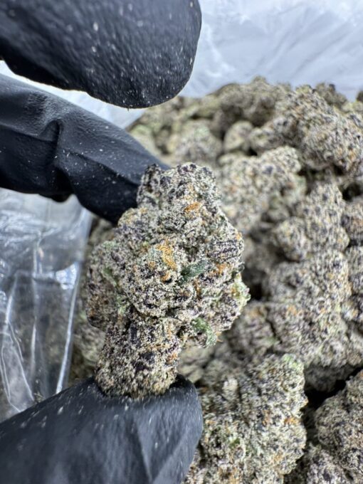 Gold Cash Gold Strain​, gold cash strain​, gold cash gold strain indica or sativa​, cash gold cash strain​, gold cash weed strain​