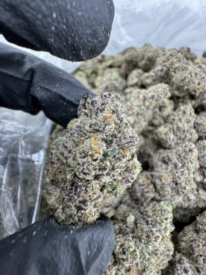 Gold Cash Gold Strain​, gold cash strain​, gold cash gold strain indica or sativa​, cash gold cash strain​, gold cash weed strain​